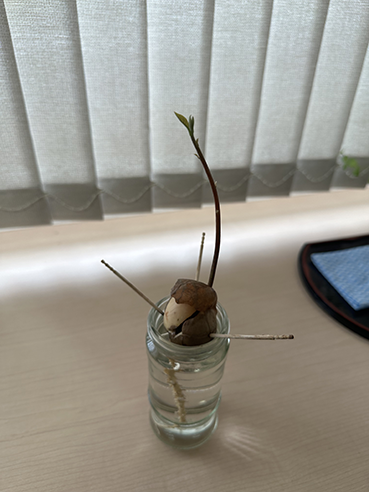 画像の代替テキスト